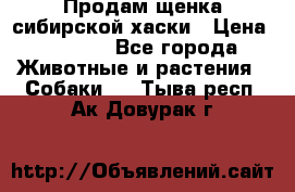 Продам щенка сибирской хаски › Цена ­ 8 000 - Все города Животные и растения » Собаки   . Тыва респ.,Ак-Довурак г.